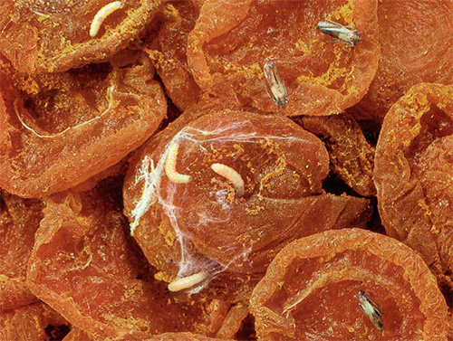 Köksmallarver i torkade torkade aprikoser