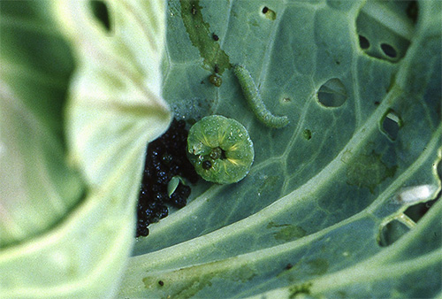 Ο σκόρος του λάχανου μολύνει τη βάση του κεφαλιού του λάχανου και μπορεί να προκαλέσει διακοπή της ανάπτυξής του