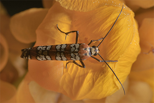 Predstavnik hermelinskih moljaca - ailanthus moljac