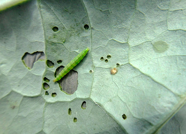 양배추 나방의 애벌레는 옅은 녹색으로 칠해져 있습니다.
