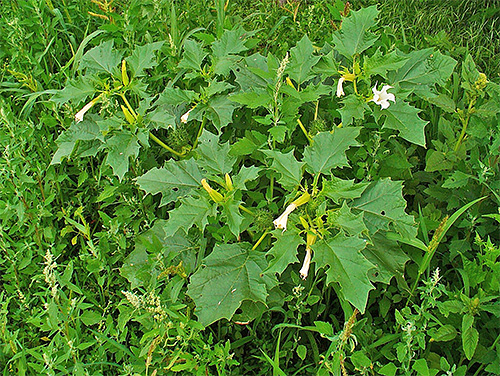 Datura plevel patří mezi hluchavku a dokáže přilákat i molice bramborové.