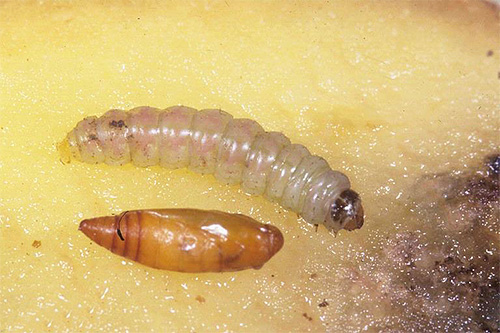 På bilden - en larv och en potatisfjäril