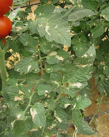 Potatismallarver kan skada inte bara potatis utan även tomater