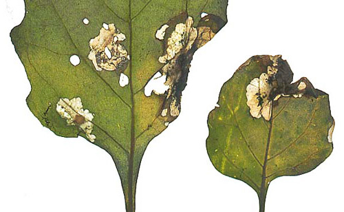 Le larve di falena della patata si nutrono sia delle foglie che dei tuberi stessi.