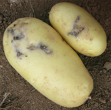 Tubercul deteriorat de omizile moliei cartofului