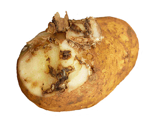 När det finns flera larver blir den skadade potatisknölen som en svamp