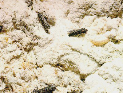 Bướm, ấu trùng và kén của bướm đêm thức ăn có thể được tìm thấy trong bột mì
