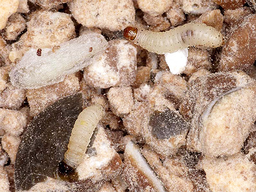 Larva pelbagai jenis rama-rama boleh makan pelbagai jenis makanan.