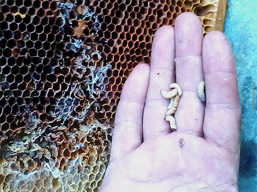 Larva rama-rama lebah