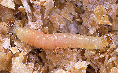 Dengan senang hati, larva rama-rama memakan bijirin, tepung dan buah-buahan kering.