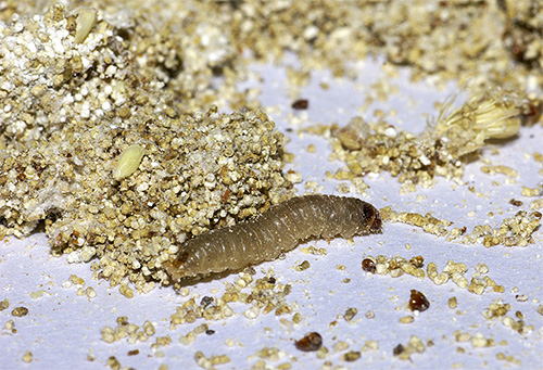 Seperti ulat lain, larva rama-rama mempunyai beberapa pasang kaki.