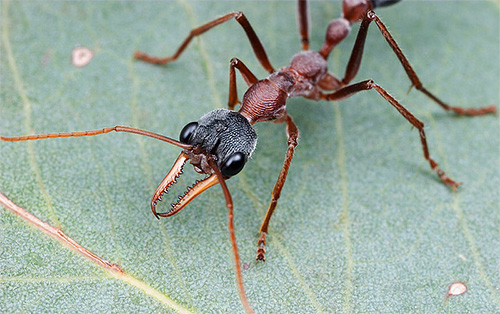 Bulldogmyror är en av de farligaste insekterna på planeten.