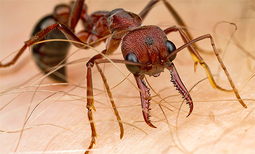 불독 개미는 매우 공격적이며 매우 고통스럽게 쏘고 세게 물어뜯습니다.