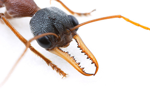Glava mravljeg buldoga