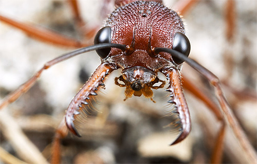 불독 개미는 강력한 턱을 가지고 있습니다.