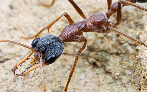 Semut bulldog: foto jarak dekat