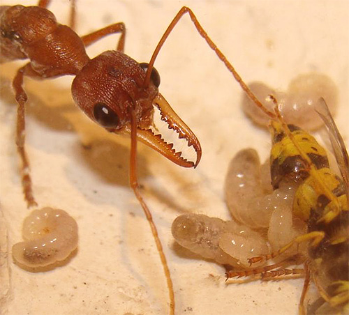 Larvele de furnici buldog mănâncă o viespe adusă