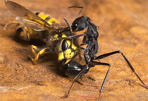 Bulldog karınca yaban arısı ile korkmadan savaşır.