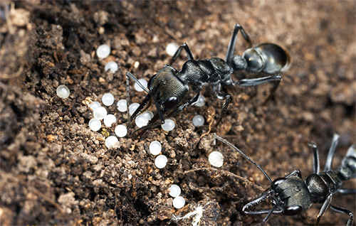 Mravenci jedí trofická vejce v případě nedostatku potravy.