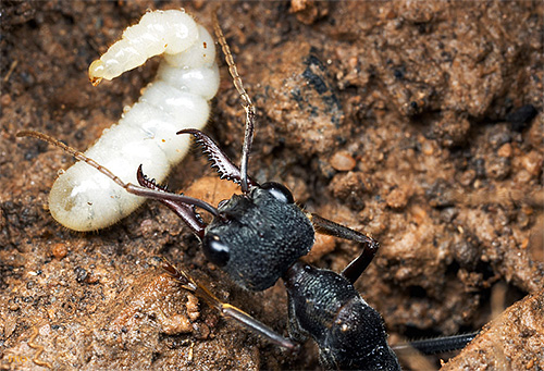 Semut bulldog dewasa tidak membantu bayi baru lahir keluar dari kepompong