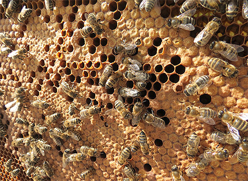 La tintura viene solitamente venduta dagli apicoltori, le grandi aziende non lo fanno.