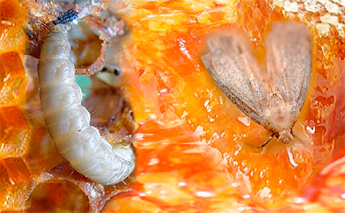 Cu o infecție puternică a stupului cu o molie de ceară, colonia de albine poate muri.