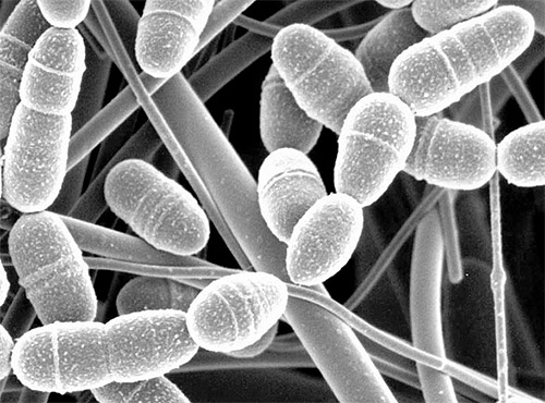 เชื่อกันว่าเอนไซม์ cerrase ที่มีอยู่ในตัวอ่อนแมลงเม่าสามารถทำลายผนังเซลล์ของแบคทีเรียได้