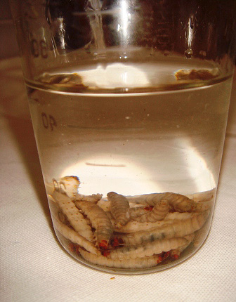 Ranije se tinktura od voskovog moljca koristila za liječenje tuberkuloze, a danas se koristi za gotovo sve.