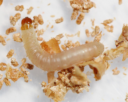 larva di falena alimentare