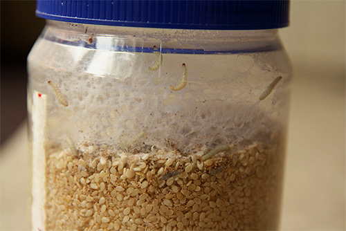 Housenky můry se již mohou vyskytovat v kupovaných obilovinách