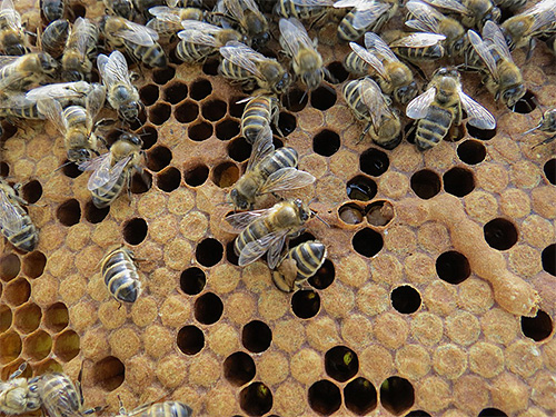 오늘날 꿀벌 나방 유충의 팅크는 다양한 질병을 치료하는 데 사용됩니다. 이 치료법이 정말 효과적입니까?