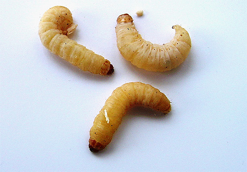 Dalam foto - larva rama-rama lebah