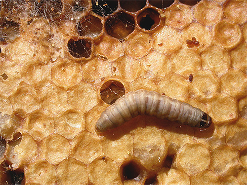 يُعتقد أن يرقات عثة النحل قادرة على هضم الشمع بسبب إنزيم سيريز ، الذي يفترض أنه يقسم جدران عصية الحديبة.