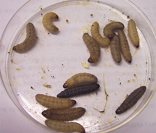 K přípravě tinktury budete potřebovat živé larvy zavíječe včelího.