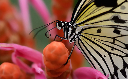 Fluturii primesc nectar cu proboscisul lor 