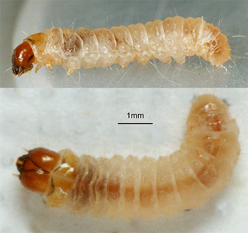 나방 애벌레는 강력한 갉아먹는 기구를 가지고 있기 때문에 음식과 물건을 손상시키는 것은 나방 나비가 아니라 그들입니다.