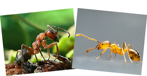 붉은숲개미(왼쪽)와 붉은집개미(오른쪽)가 확연히 다르다.