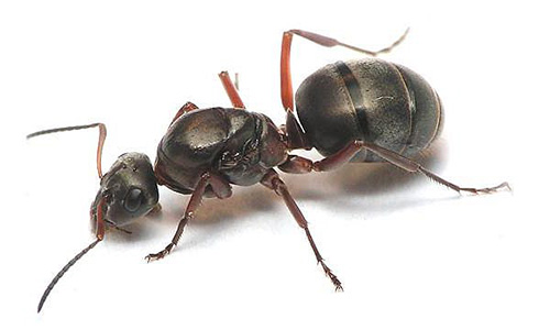 Meestal hebben rode mieren in een mierenhoop maar één baarmoeder.