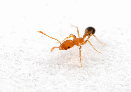 Domácí červený mravenec je skutečným škůdcem v kuchyni