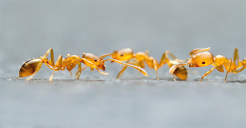 Formiche domestiche in cerca di cibo