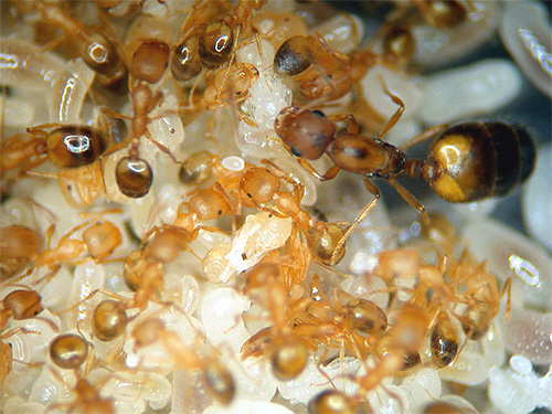 De baarmoeder bij gedomesticeerde rode mieren (farao) is merkbaar groter dan bij werkende individuen
