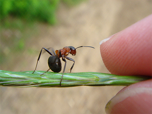 Τα κόκκινα μυρμήγκια του δάσους είναι αρκετά μεγάλα