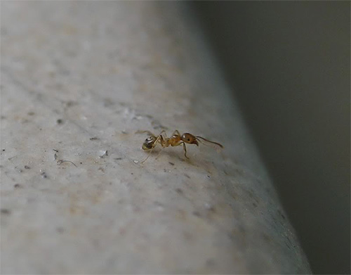 Ma la formica rossa è difficile da vedere anche da vicino.