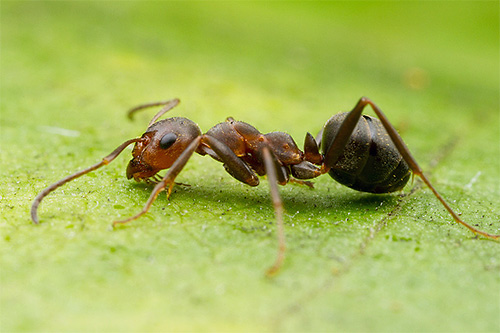 숲개미는 가슴과 머리 밑부분만 붉은색을 띠고 배는 거의 검은색에 가깝다.