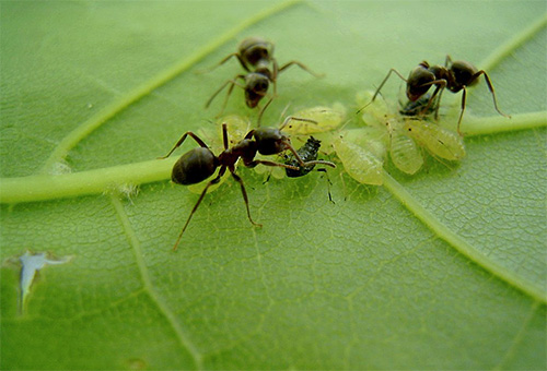 Semut hutan suka makan madu manis yang dirembeskan oleh kutu daun.