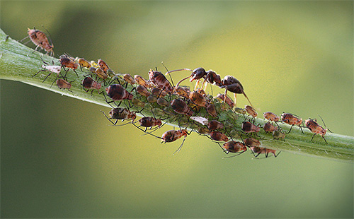 Skogmyra som vaktar sin flock av bladlöss