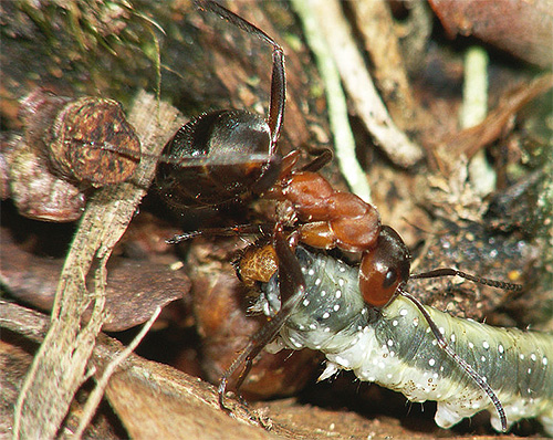 Το κόκκινο μυρμήγκι του δάσους παλεύει άφοβα μια κάμπια