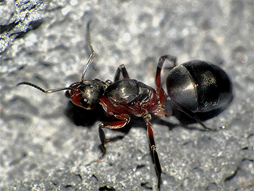 A képen - a méh vörös erdei hangyák közelről