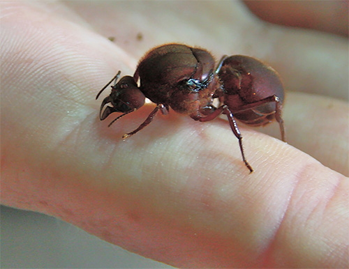 Ratu semut biasanya hidup lebih lama daripada ahli koloni yang lain.