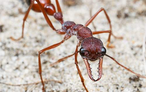 Le formiche operaie Bulldog possono vivere fino a 5 anni